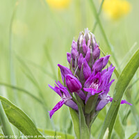 Buy canvas prints of Early Purple Orchid (Orchis mascula), Teesdale, County Durham, UK by David Forster
