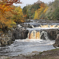 Buy canvas prints of Autumn Colours at Low Force, Upper Teesdale, County Durham, UK by David Forster