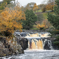 Buy canvas prints of The River Tees Flowing Over Low Force in Autumn, Bowlees, Teesdale, County Durham, UK by David Forster