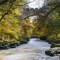 Buy canvas prints of Abbey Bridge and the River Tees Near Barnard Castle in Autumn by David Forster