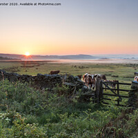 Buy canvas prints of Cows at Sunrise Teesdale, County Durham, UK by David Forster