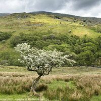 Buy canvas prints of Flowering Hawthorn Tree and Troutbeck Tongue, Lake District, UK by David Forster