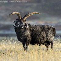Buy canvas prints of Hebridean Sheep Illuminated by Early Morning Light by David Forster