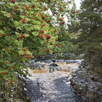 Buy canvas prints of Rowan Tree with Berries, Near Low Force, Teesdale, UK by David Forster