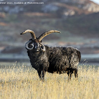 Buy canvas prints of Hebridean Sheep Illuminated by Early Morning Light. by David Forster