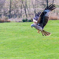 Buy canvas prints of Red Kite by Richard Long