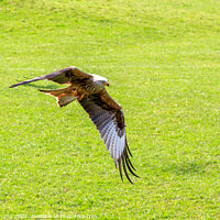 Buy canvas prints of Red Kite by Richard Long