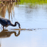 Buy canvas prints of Great Blue Heron by Richard Long