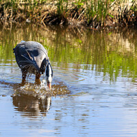Buy canvas prints of Great Blue Heron by Richard Long