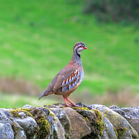 Buy canvas prints of Red - Legged Partridge by Richard Long