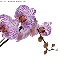 Buy canvas prints of Purple stripe Orchid by Richard Long