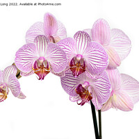 Buy canvas prints of Purple striped multi flower orchid by Richard Long
