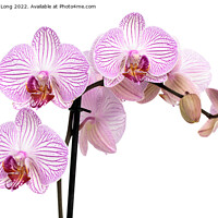 Buy canvas prints of Purple patterned Orchid  by Richard Long