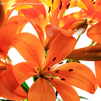 Buy canvas prints of Orange Lilies by Richard Long