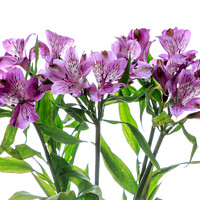 Buy canvas prints of Purple Alstroemeria flowers by Richard Long