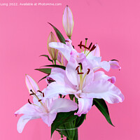 Buy canvas prints of Pink Lilies by Richard Long