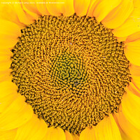 Buy canvas prints of Sunflower head by Richard Long