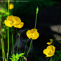 Buy canvas prints of Yellow Poppies by Richard Long