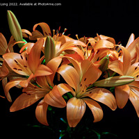 Buy canvas prints of Dark Orange Lilies by Richard Long