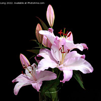 Buy canvas prints of Pink Lilies by Richard Long