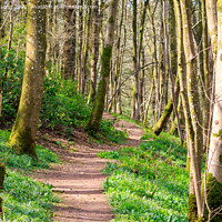 Buy canvas prints of Woodland foot path by Richard Long