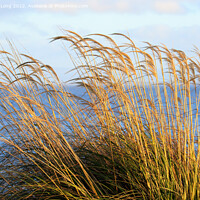 Buy canvas prints of Reed grass by Richard Long
