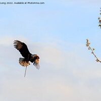 Buy canvas prints of Sunlit Bald Eagle in flight  by Richard Long