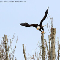 Buy canvas prints of Bald Eagle taking off by Richard Long