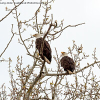 Buy canvas prints of Pair of Bald Eagles perched  by Richard Long