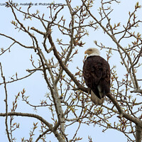 Buy canvas prints of Bald Eagle perched in a tree by Richard Long