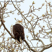 Buy canvas prints of Bald Eagle perched in a tree  by Richard Long