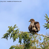 Buy canvas prints of First year Bald Eagle perched on a fir tree by Richard Long