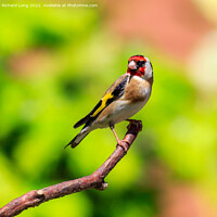 Buy canvas prints of Goldfinch  by Richard Long