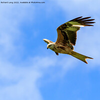 Buy canvas prints of Red Kite bird by Richard Long