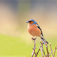 Buy canvas prints of Male Chaffinch by Richard Long