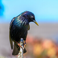 Buy canvas prints of Sunlit Starling  by Richard Long
