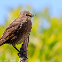 Buy canvas prints of Young Starling by Richard Long