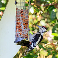 Buy canvas prints of Great Spotted woodpecker  by Richard Long