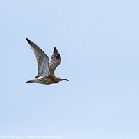 Buy canvas prints of Curlew flying  by Richard Long