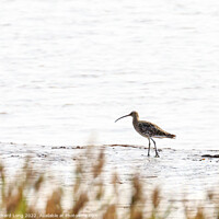 Buy canvas prints of Eurasian Curlew  by Richard Long