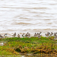 Buy canvas prints of Ringed Plover by Richard Long