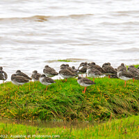 Buy canvas prints of Flock of Redshank by Richard Long