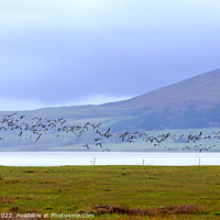 Buy canvas prints of Barnacle Geese by Richard Long