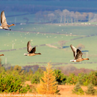 Buy canvas prints of Pink Footed geese  by Richard Long