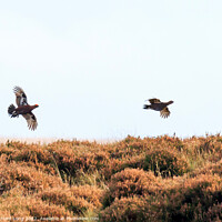 Buy canvas prints of Red Grouse by Richard Long