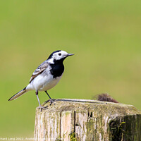 Buy canvas prints of Pied Wagtail  by Richard Long