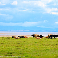 Buy canvas prints of Cattle grazing near the Solway firth by Richard Long