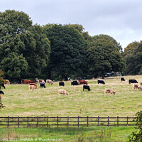 Buy canvas prints of Cattle Grazing  by Richard Long