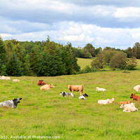 Buy canvas prints of Resting Cattle by Richard Long
