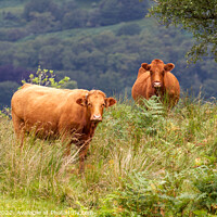Buy canvas prints of Two Dexter cows by Richard Long
